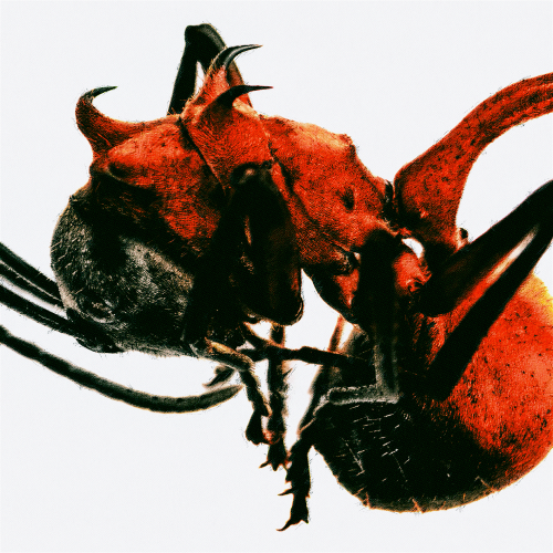 QM - 개미